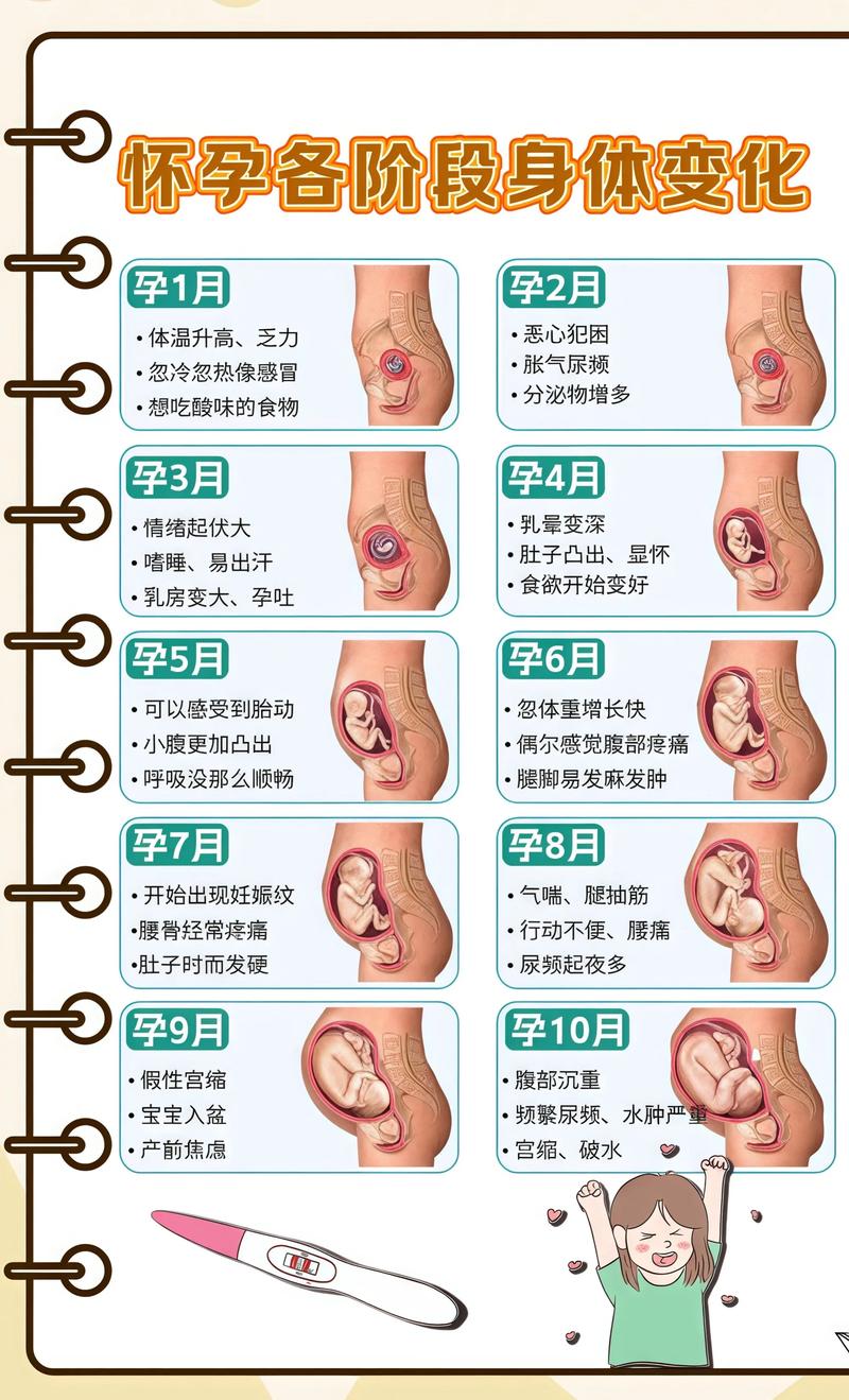 揭秘供卵代孕妈妈怀孕小腹分两节，孕期变化的奥秘日喀则代生机构: